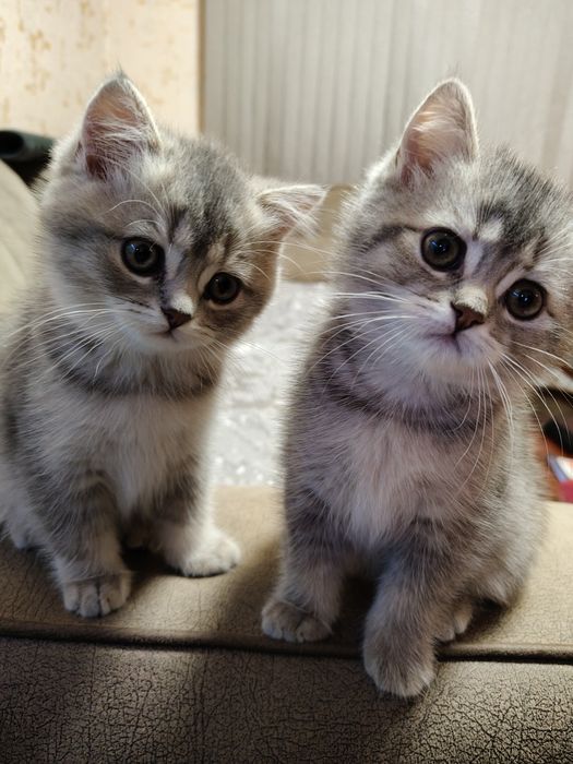 Британски котенца