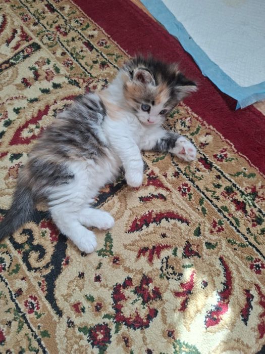 Котята-крысоловки