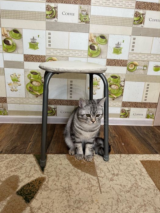 Продам табуретки б/у