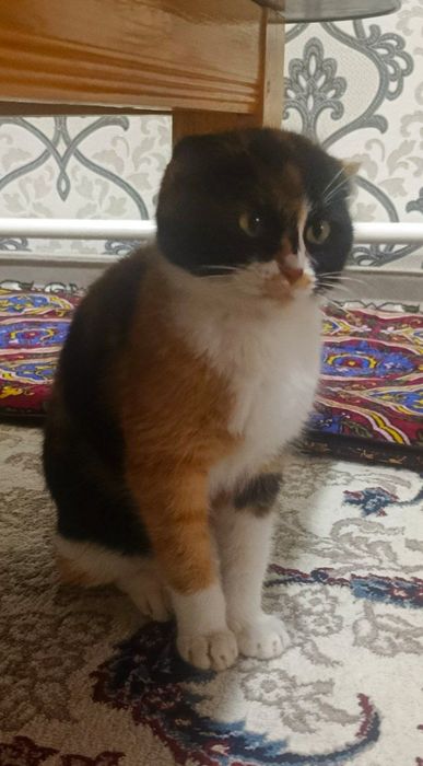 Скоттиш фолл породаси