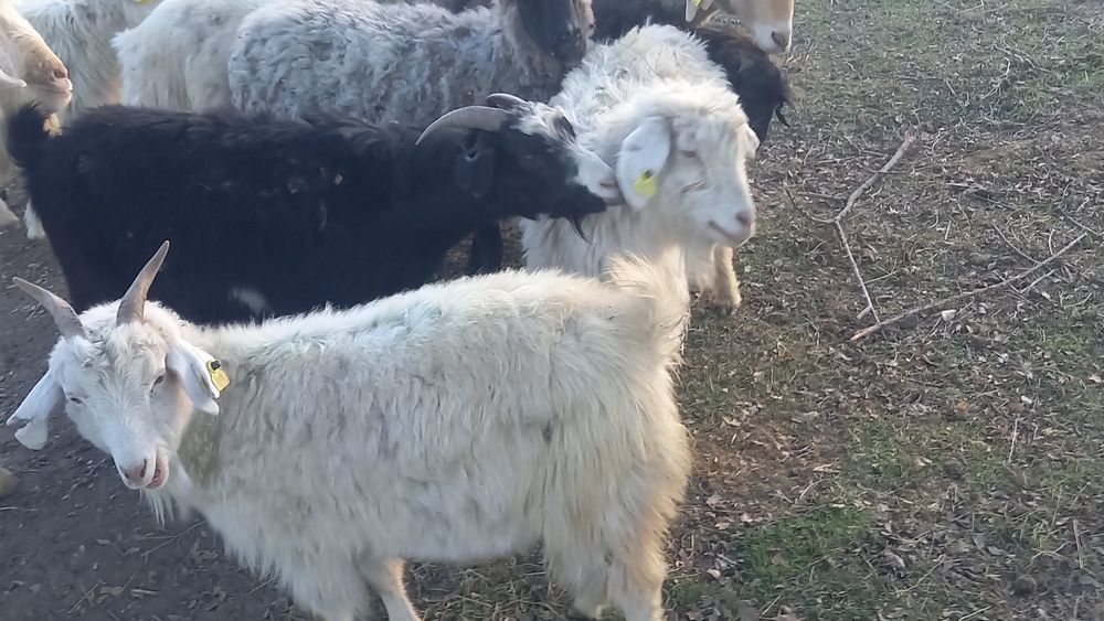 Продам молодых коз