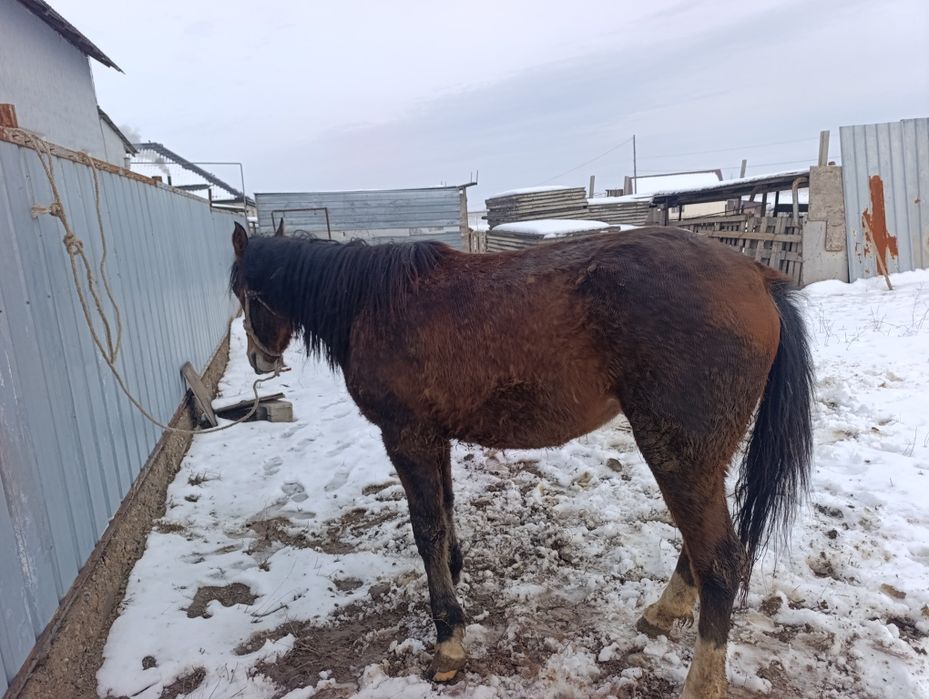 3жасар байтал каны бар