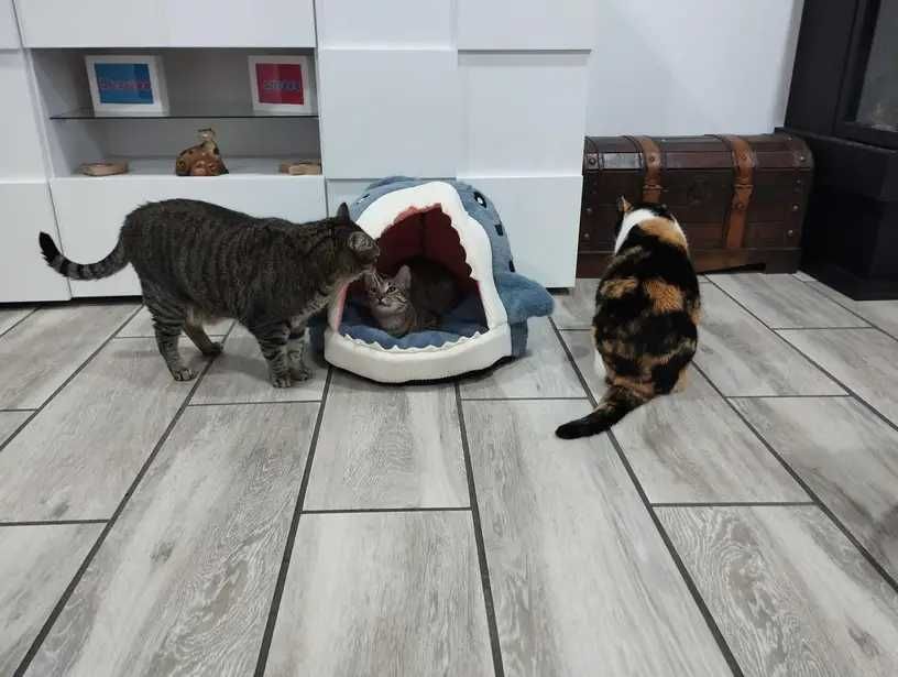Котешка къша - хралупа с формата на акула, легло за котки, котка, куче