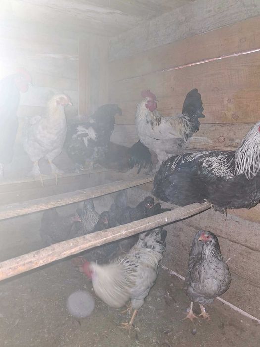 Продавам кокошки и петли