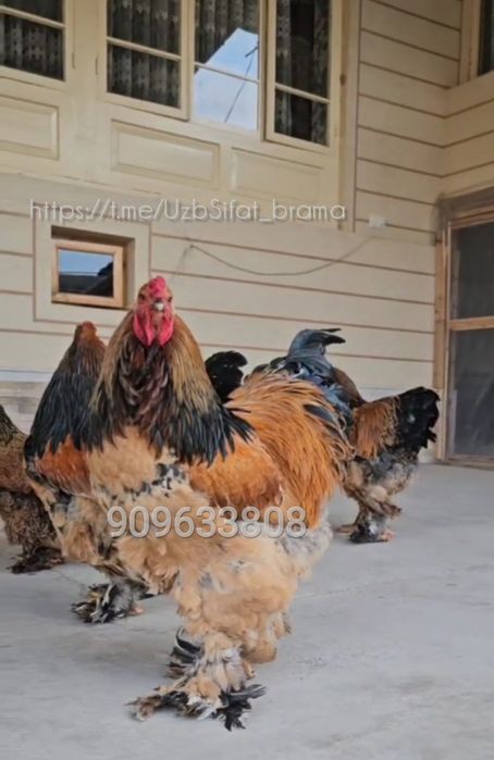 Brama Paliviy-pux TUXM JOJASI sotiladi