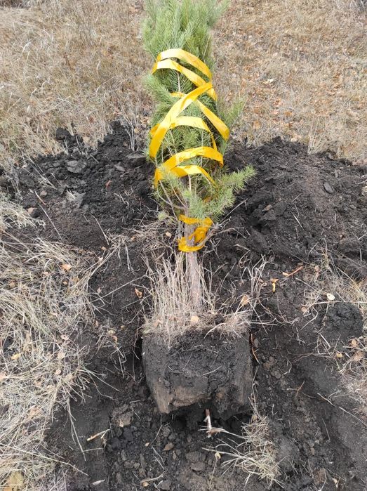 Озеленение участка