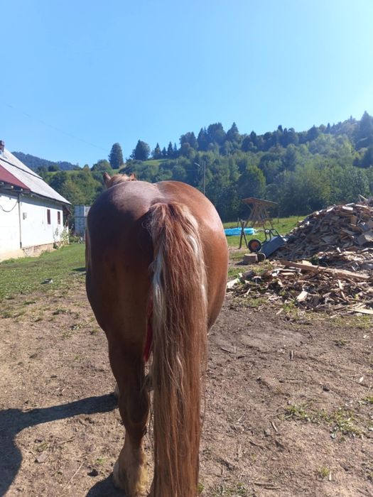 4000 de euro ușor negociabil armasar de 5 ani jumate  foarte cuminte