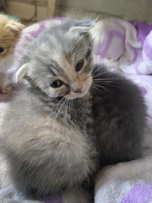 Отдаю Котят Бесплатно Сергели