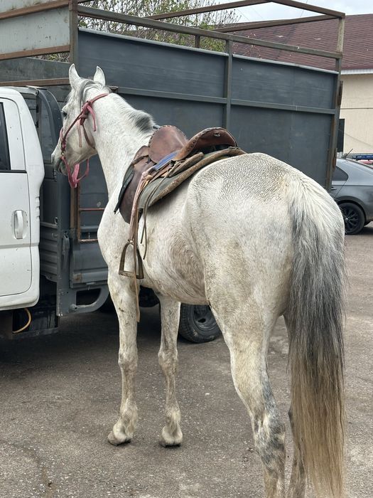 Айгыр жеребец лошадь конь