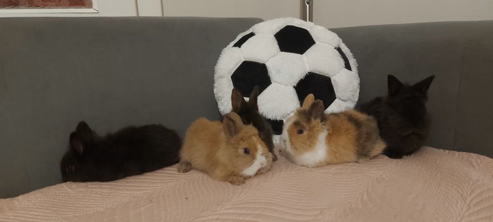 Iepuri pitici cap de leu