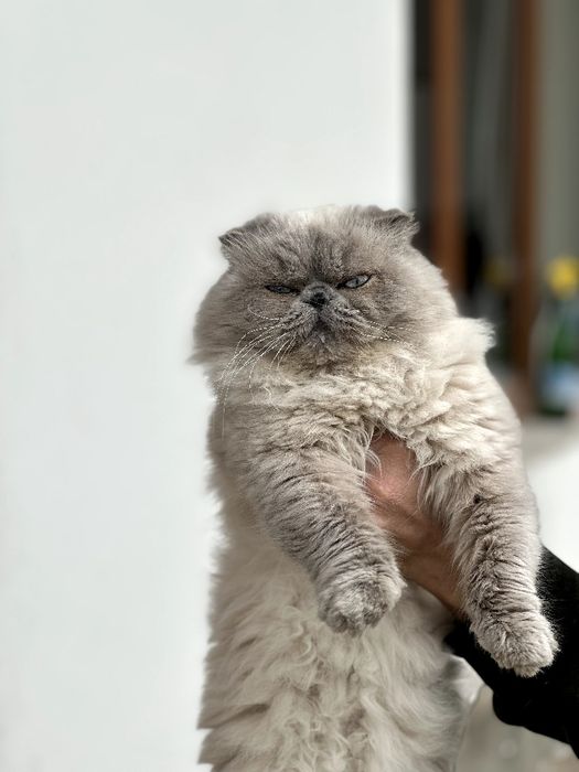 Skotish fold blue poind (haylandi)