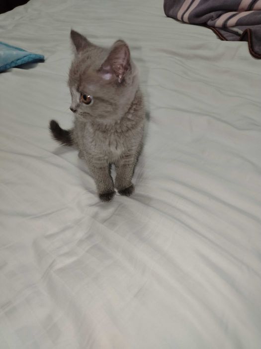 Зоттор мушук сотилади. Карши шаха