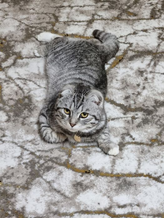Mushuk (Scottish Fold) sotiladi