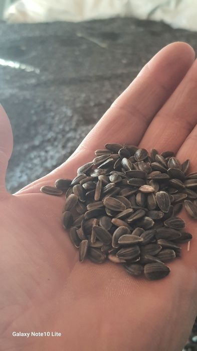 Cereale .soia si floarea soorelui