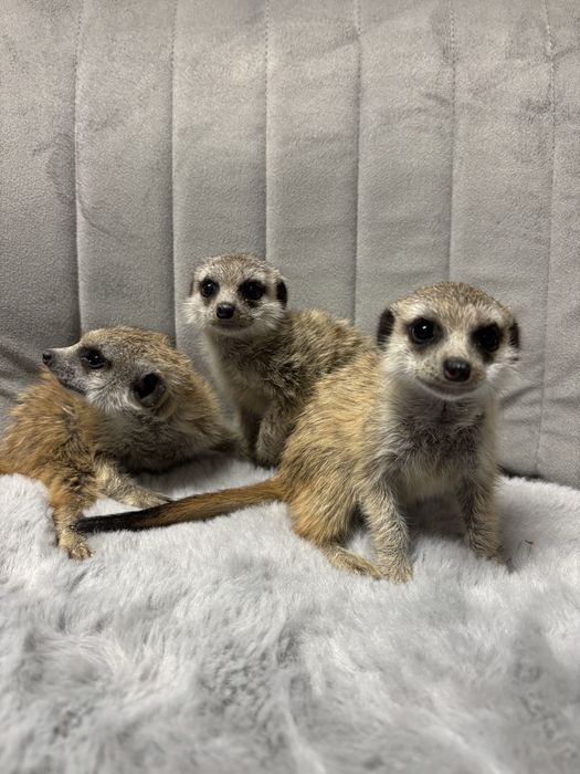 vand pui de suricata