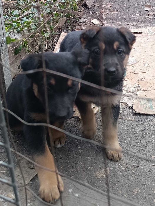 Продам щенков, метисы