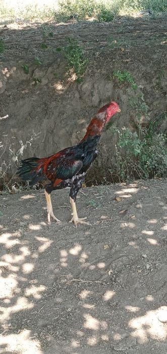 Sotiladi 8 oyli boldi toza turk qiziqala