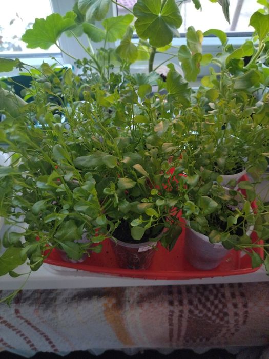 Продам лобелию,рассада