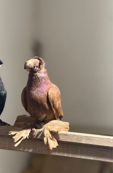 Малодой самка 
Сатылады