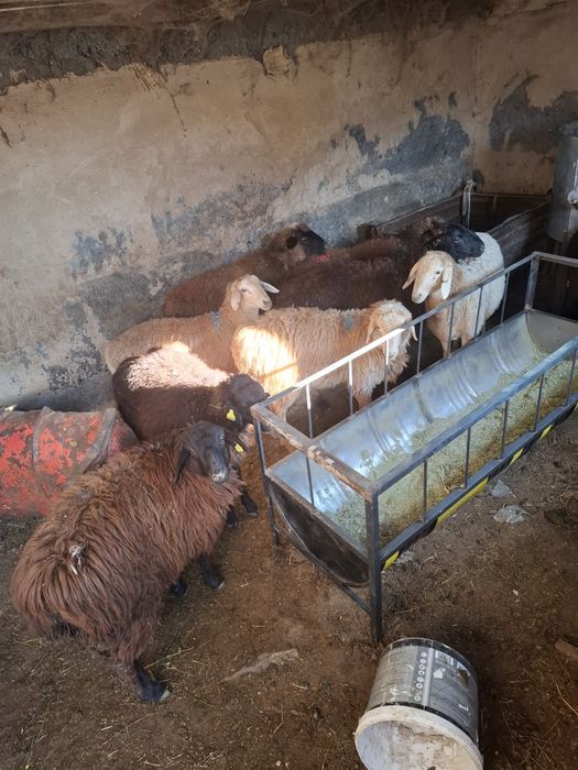 Бараны жирные на откорме