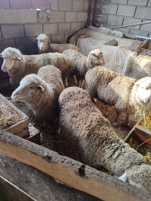 Бараны  Меринос  продам