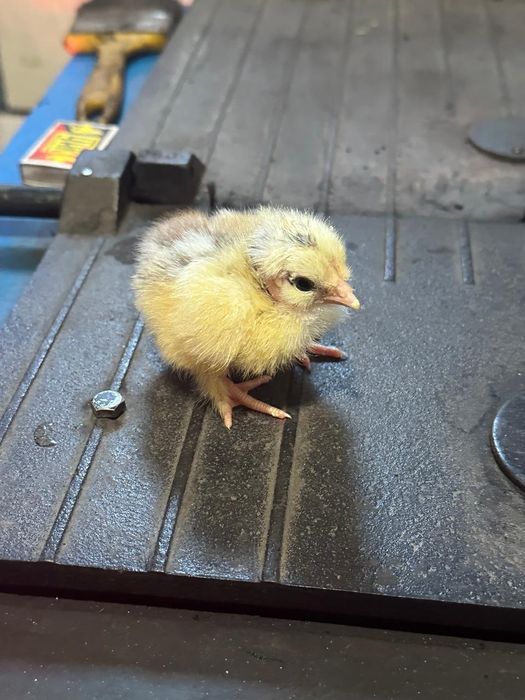 Балапан сатамын.Продам цыплят