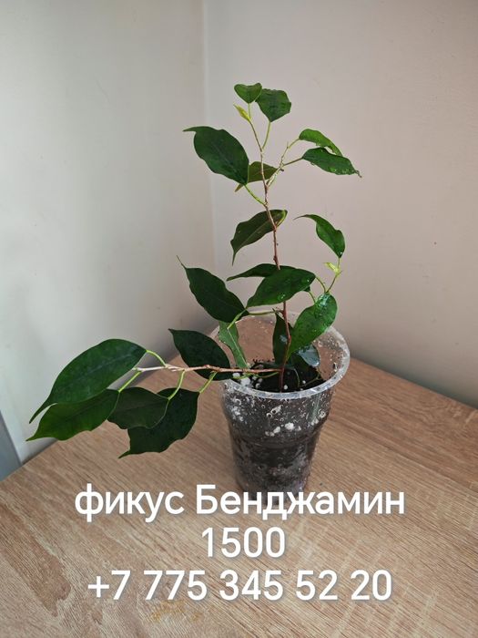 Отростки комнатных растений