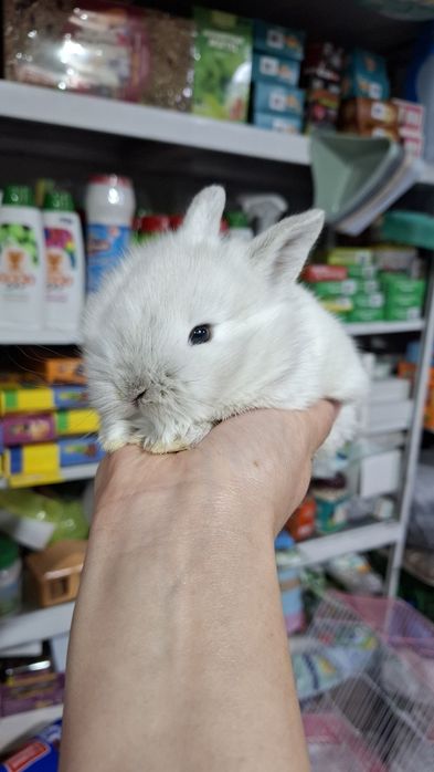 Карликовые кролики