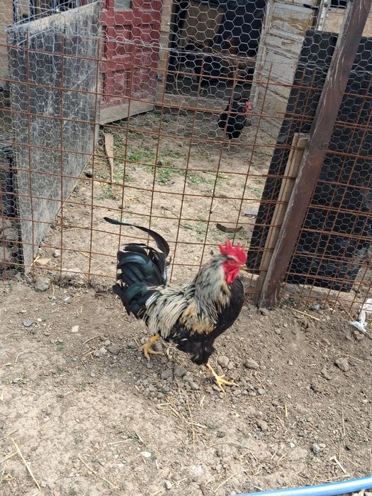 Cocoș de vânzare