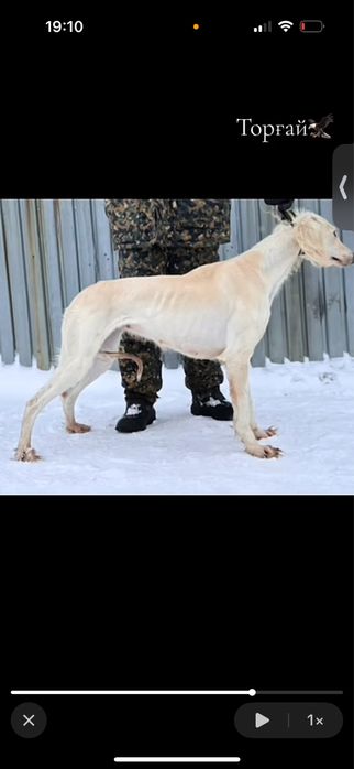 Тазы 4жасар қаншық