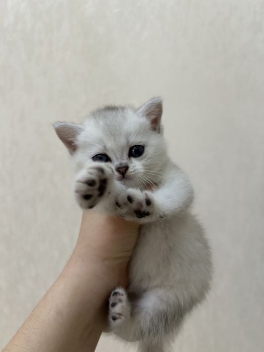 Котята Британские Шиншилы