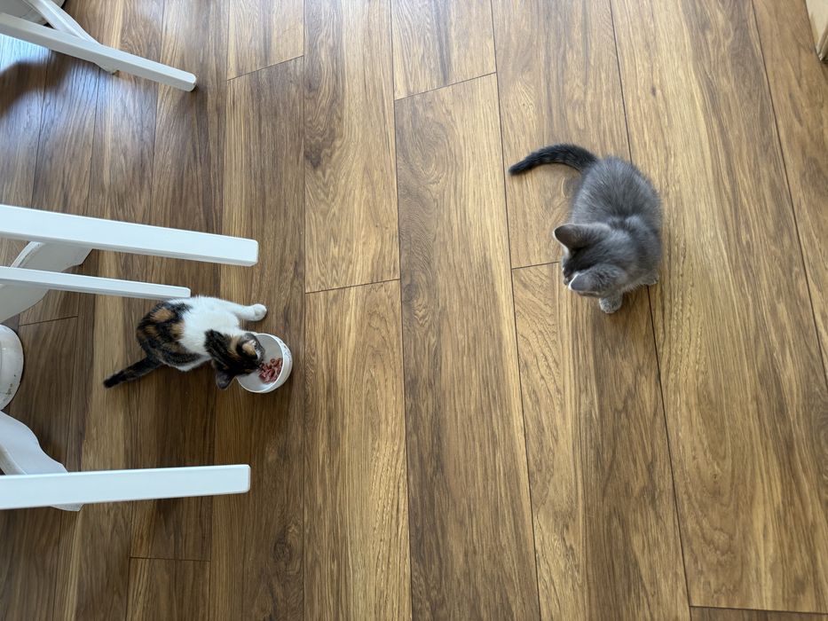 Котенок с доставкой!