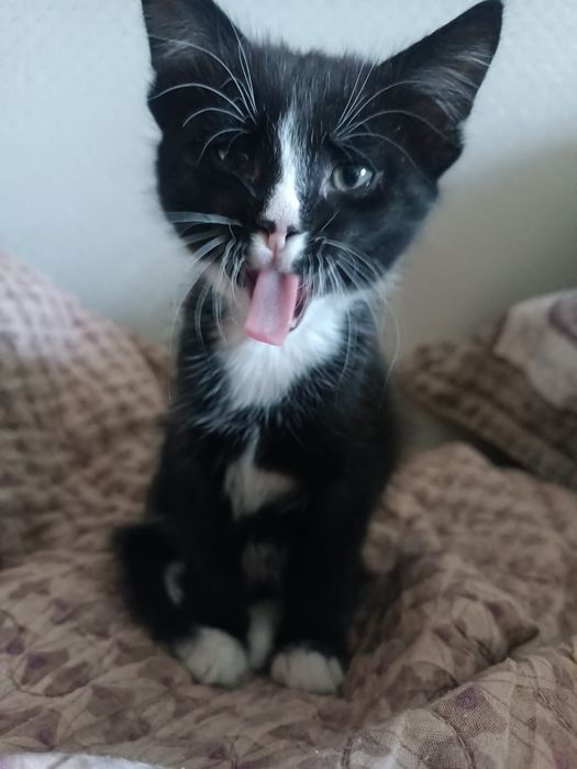 Котенок мальчик ищет дом