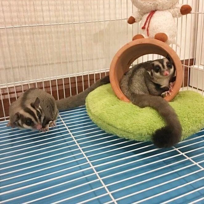 Сахарный поссум продаётся