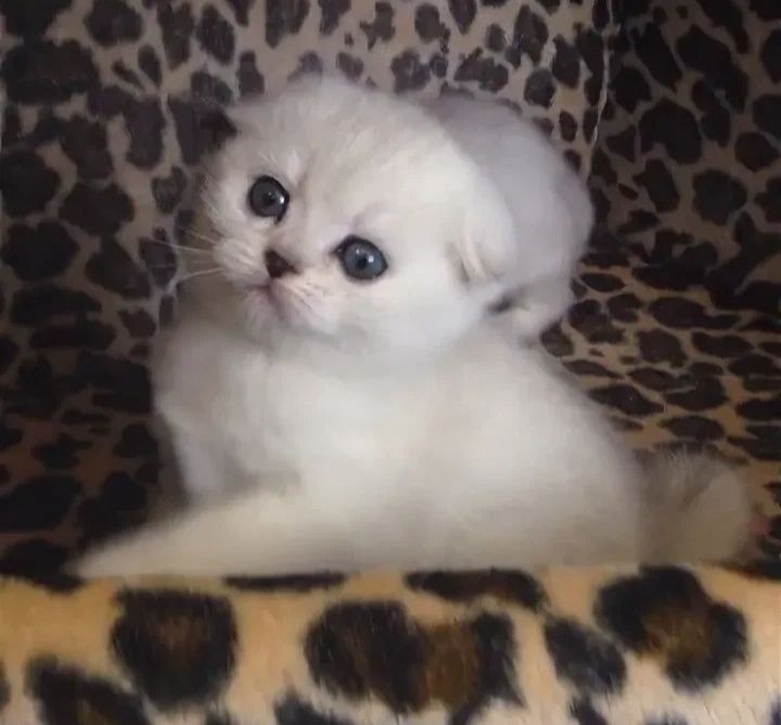 Шотланские котята