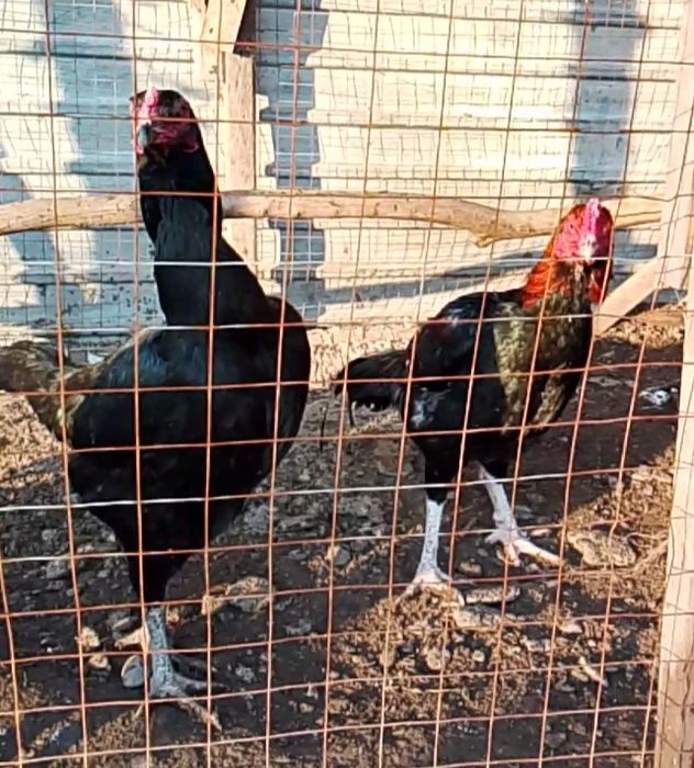 Дакан тауыктар сатылады