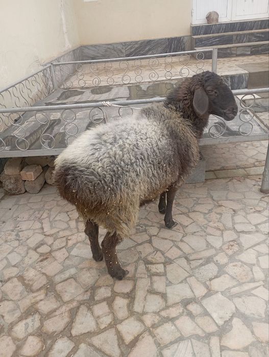 Bugʻoʻz qoʻy sotiladi