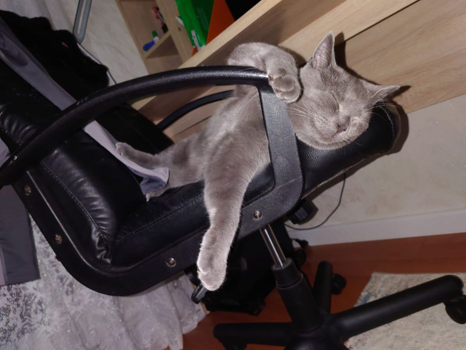 Отдам британскую кошку (девочка)