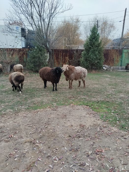 Продам кошкара. Арашан