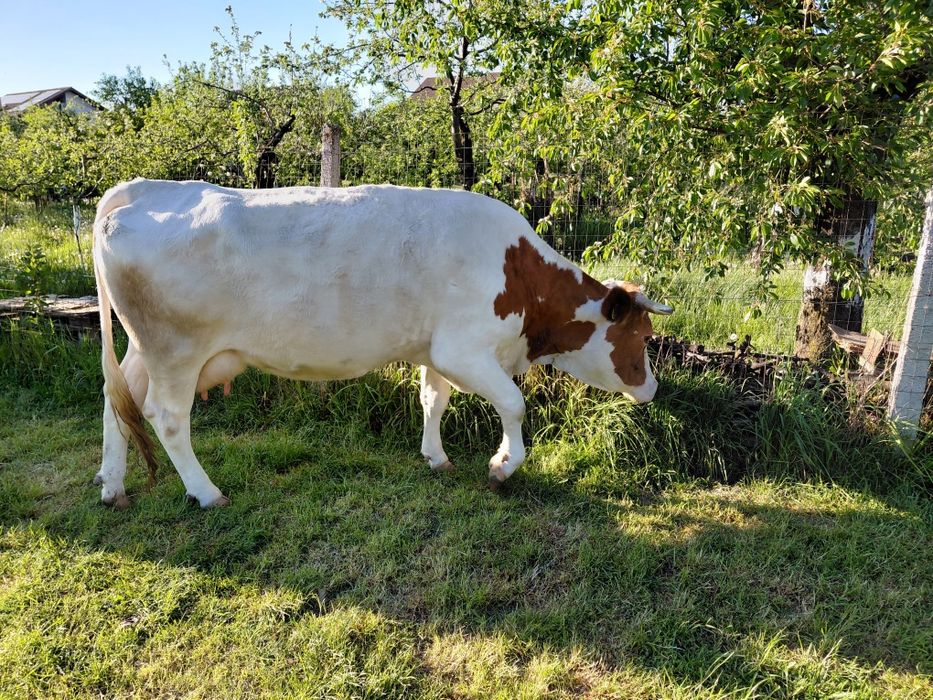 Vaca baltă românească