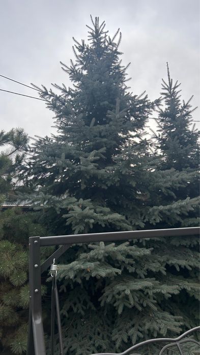 Елки голубые 5 метров продам