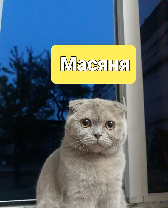 Котята вислоухие скотишь фольд и страйк