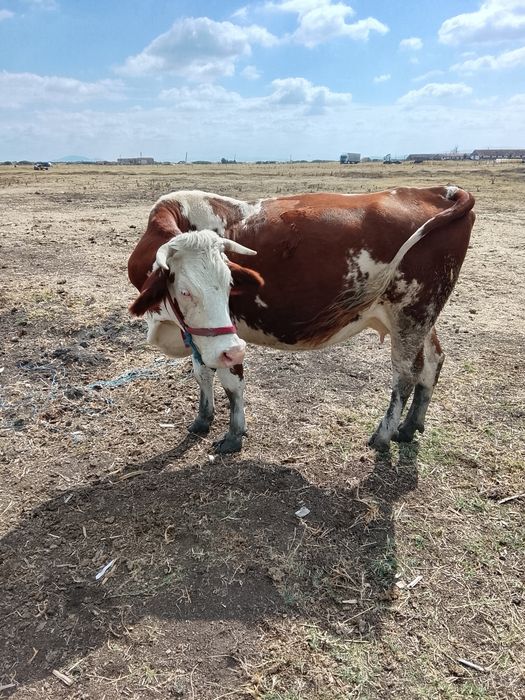 Vaca de a fata 5 luni
