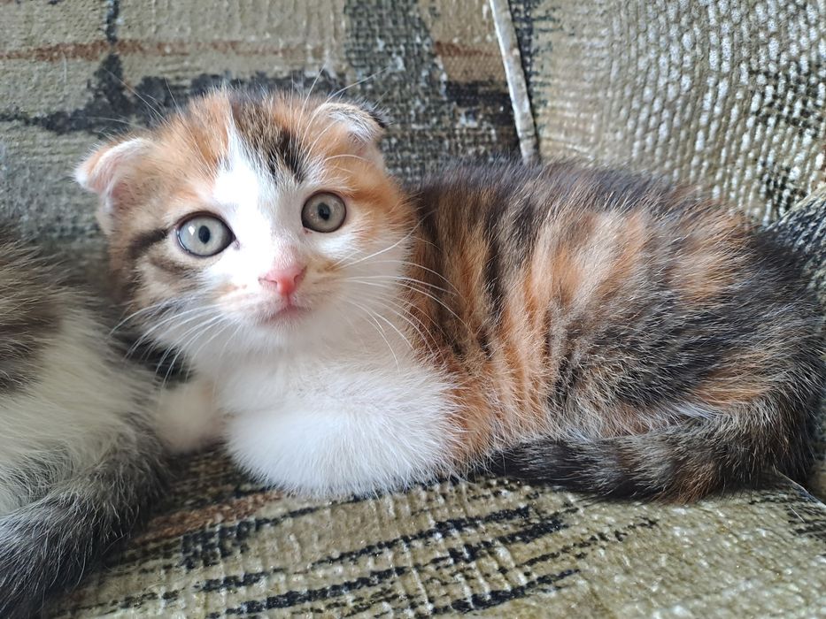 Кошечка в добрые руки