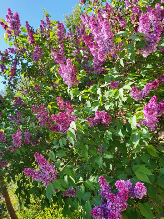 Продам саженцы сирени