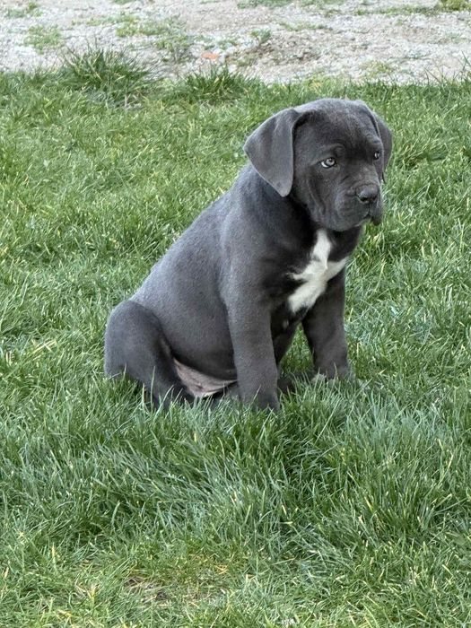 Продава се женско Кане корсо