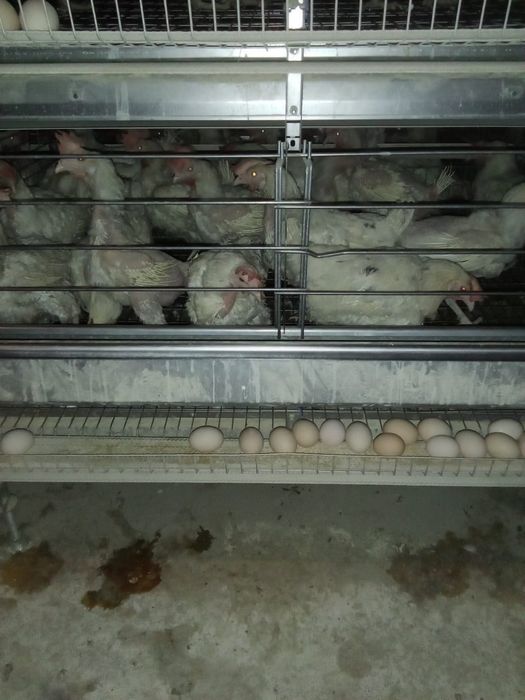 Куры несушки продажа