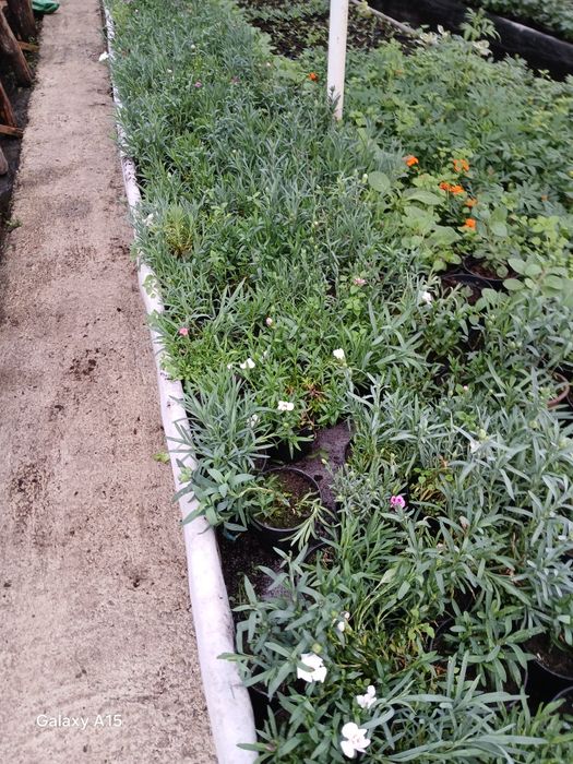 Vand flori de primavara