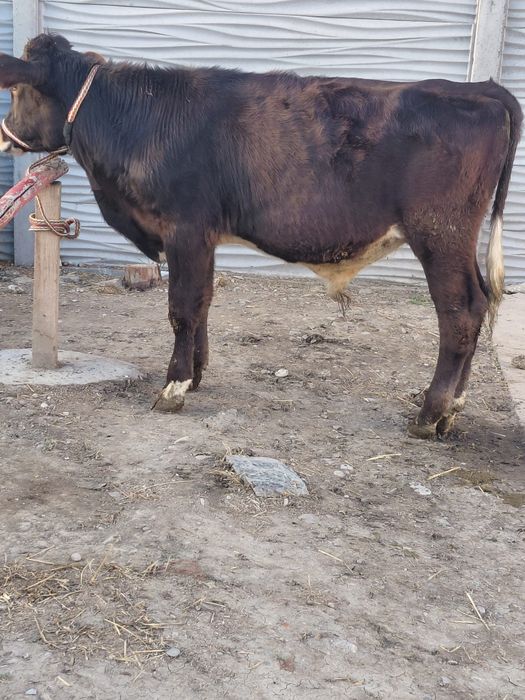 Vand 6 vieti încercați