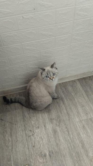 Кошки собаки продаются